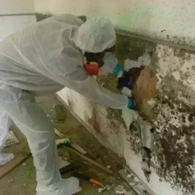 Mold Remediation and Removal in Ohioville, PA